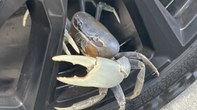 North Carolina Museum of Science researcher Dr. Bronwyn Williams said a blue land crab was first found in Emerald Isle this summer. “It was the first report of a blue land crab in North Carolina,” she said.