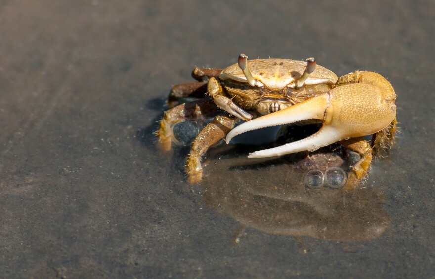 Fiddler crab, Uca leptodactyla in Margarita Island, Venezuela.
