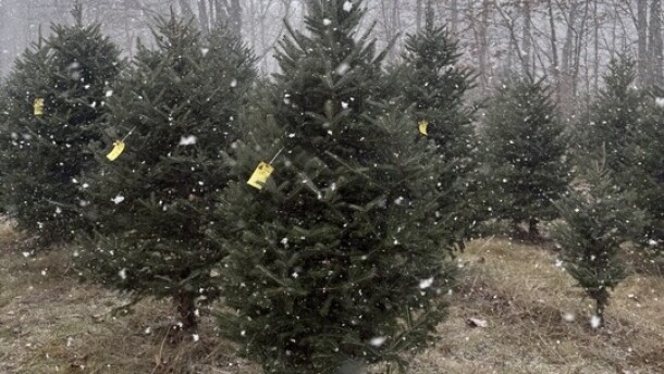 Christmas trees ready to be cut and taken home at Rossview Farm in Concord, NH.