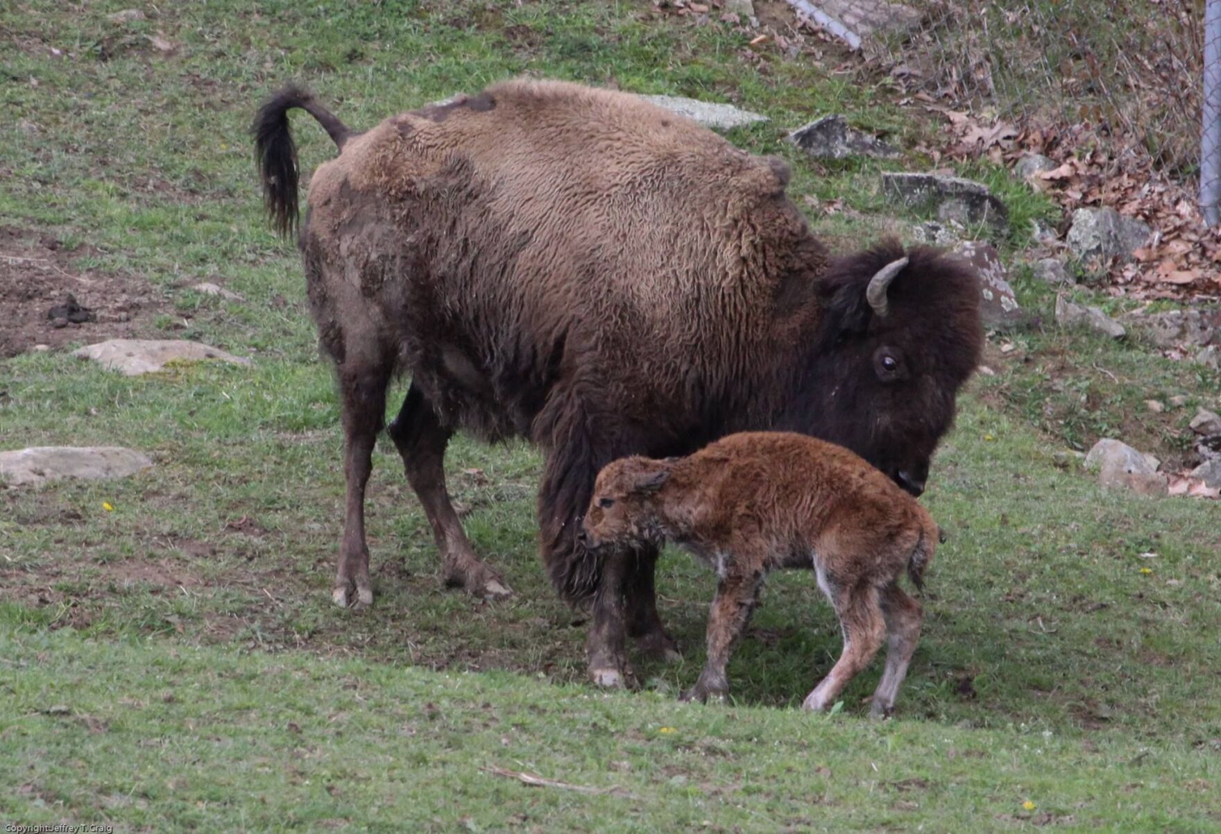 Bison