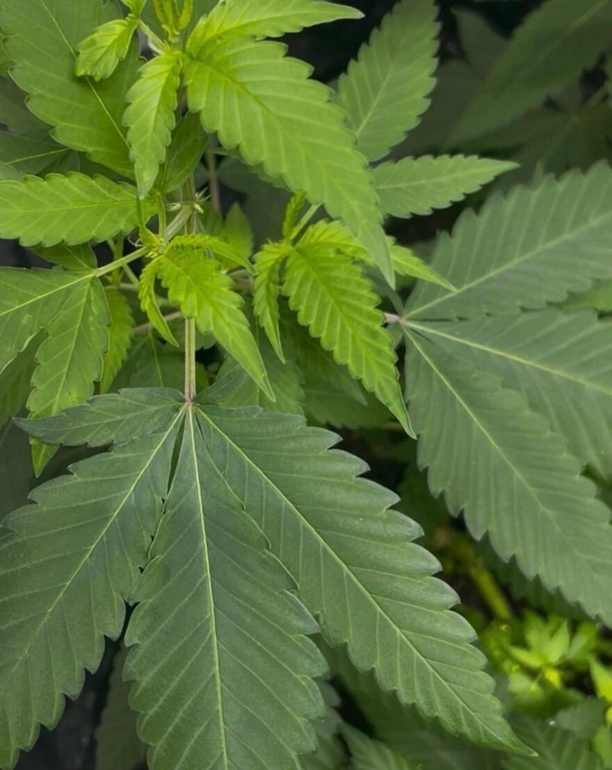 Guam Cannabis Industry Regulation Summit will be held from 8 a.m. to 5 p.m. Jan. 29 in Sinajana.