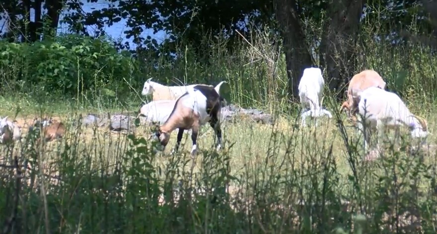 Goats browse on invasive species on Wausau's Barker-Stewart Island