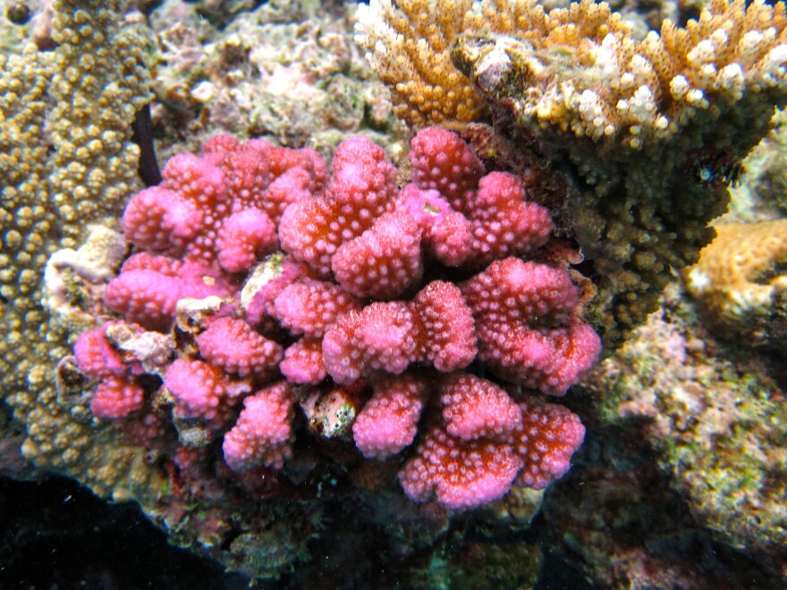 Many think of vibrantly colored coral as an example of natural beauty. But in fact, these are early signs that the coral is dying. Healthy coral is usually earth-tone.