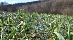 A field of crops with frozen ground.