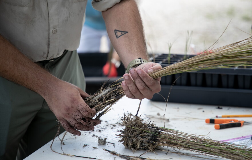 Sam Amodeo, a conservation associate at the Naples Botanical Garden, plants some of the saltmeadow cordgrass that was collected on Keewaydin Island on Wednesday, March 27, 2024