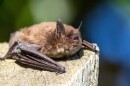 A Myotis bat, photographed on a fencepost in Lane County in February 2026. All three of the bats diagnosed with white-nose syndrome were of this genus.