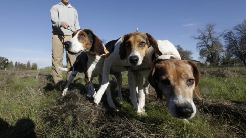 In this photo taken Tuesday, Dec. 18, 2012, Josh Brones, president of the California Houndsmen for Conservation, walks his hunting dogs, Dollar, left, Sequoia, center and Tanner right, near his home in Wilton, Calif.