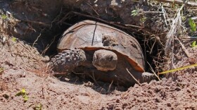 Gopher Tortoise