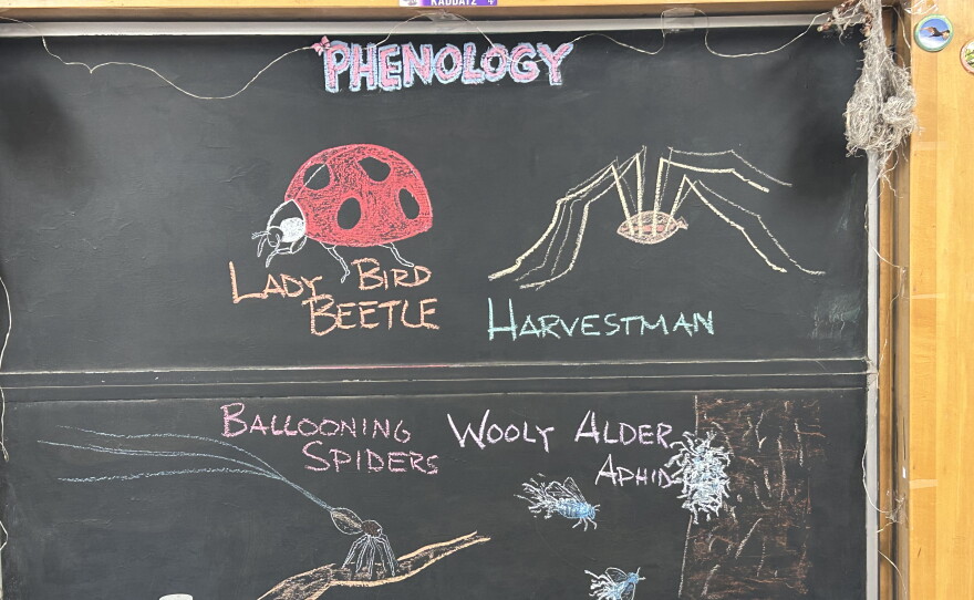 Chalk illustrations show ballooning spiders, wooly alder aphids, a harvestman, and a lady bird beetle.