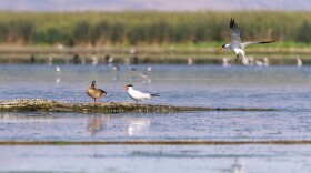 A molting drake mallard on Sheepy Lake in Lower Klamath NWR's Unit 2 on Aug. 6. He is stuck in this disappearing wetland because ducks can't fly while they molt.