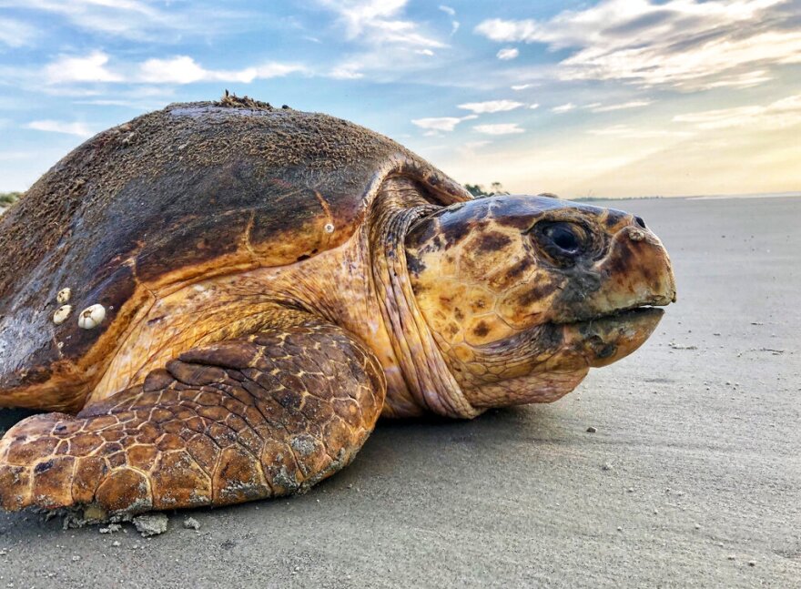 FILE - In this July 5, 2019, file photo provided by the Georgia Department of Natural Resources, a loggerhead sea turtle returns to the ocean after nesting on Ossabaw Island, Ga. A conservation group has again filed suit over a U.S. agency's planned timeframe for dredging a shipping channel on the Georgia coast, arguing that using machines to suck sediments from the harbor floor during summertime poses a dire threat to rare sea turtles. (Georgia Department of Natural Resources via AP, File)