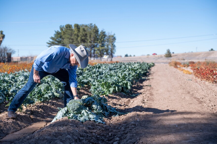 The USDA on May 26, 2026, declared a drought emergency, making all of New Mexico farmers and ranchers eligible for emergency, low-interest loans. Above: New Mexico State University College of Agricultural, Consumer and Environmental Sciences Dean Rolando Flores inspects broccoli crops in 2022. (Josh Bachman/NMSU)
