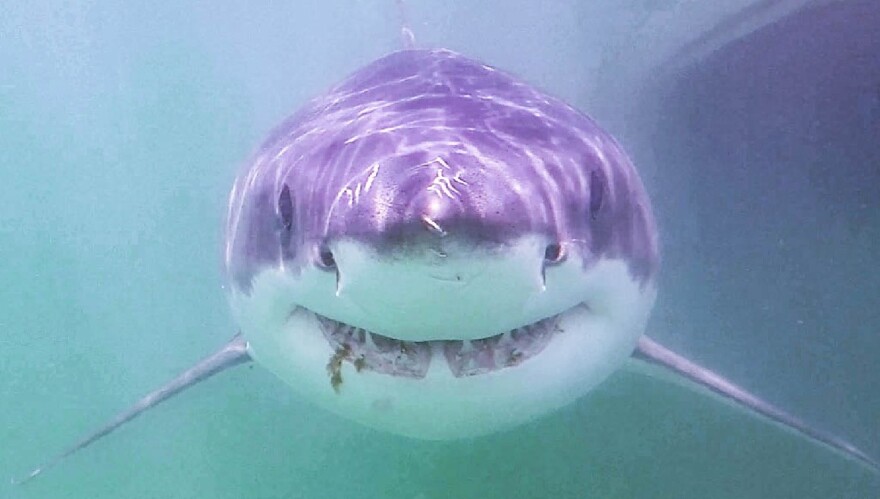 This white shark named "Blobfish" is one of the tagged sharks tracked by Massachusetts researchers.