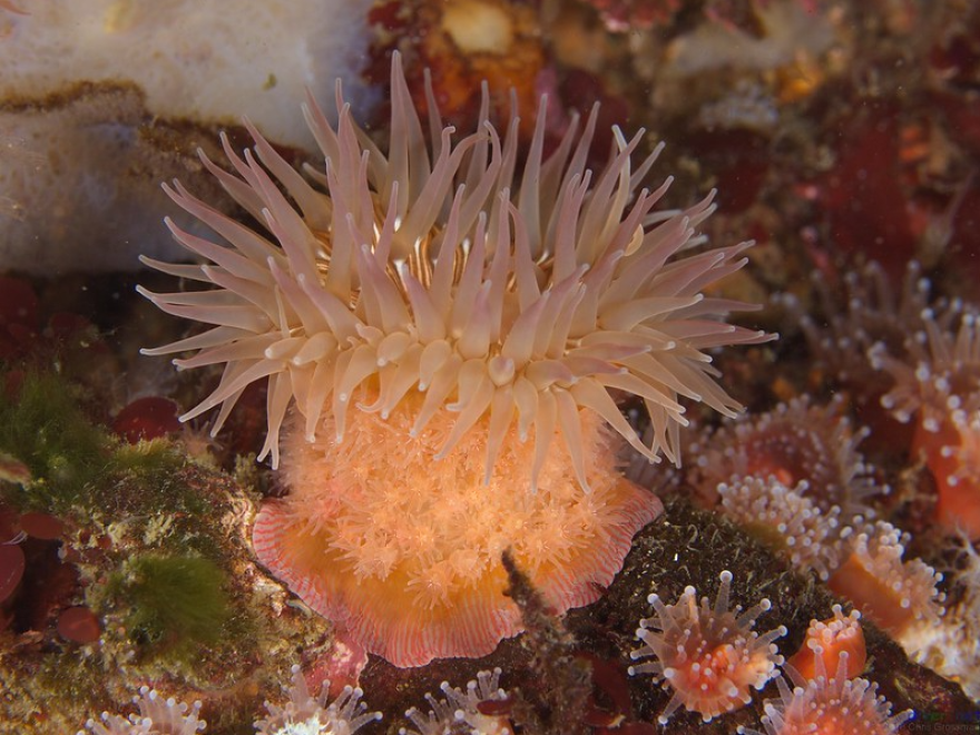 Anemone (Epiactis prolifera), is one of the marine species the researchers found a decline in off the Santa Barbara Channel.