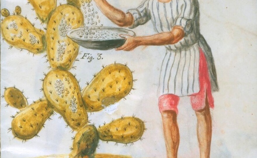 Cochineal