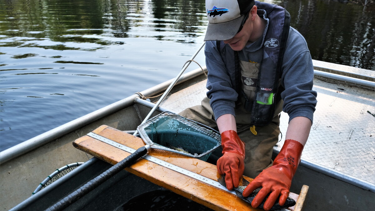 Wisconsin DNR fish surveys help determine effects of Boom Lake panfish regulation - Vimarsana News