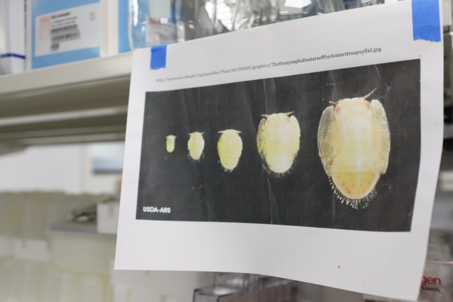 A picture of the Asian citrus psyllid’s growth in entomologist Kirsten Pelz-Stelinski’s lab at the Citrus Research and Education Center in Lake Alfred, Florida.