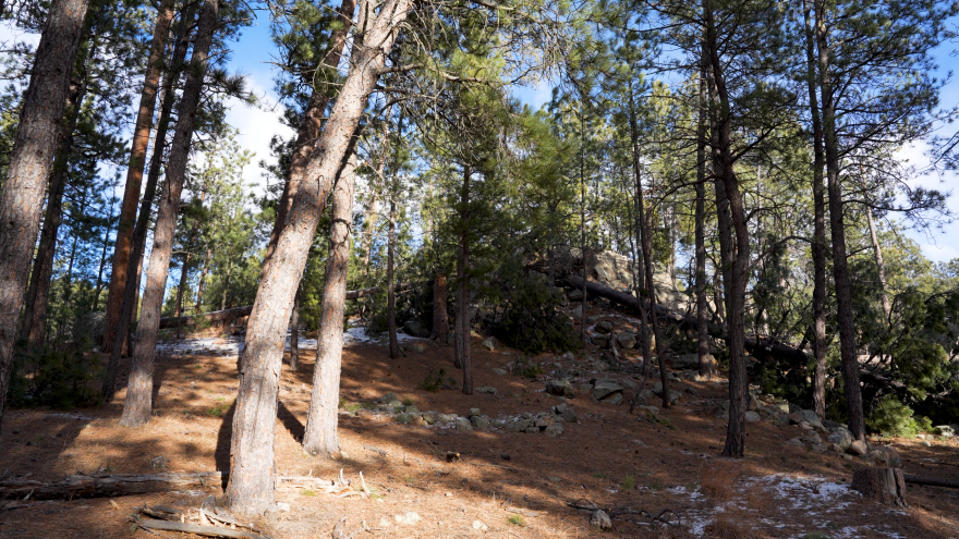 A leaning tree in Custer State Park. 