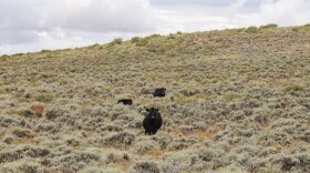 Black cows gaze ahead, flanked by sagebrush.