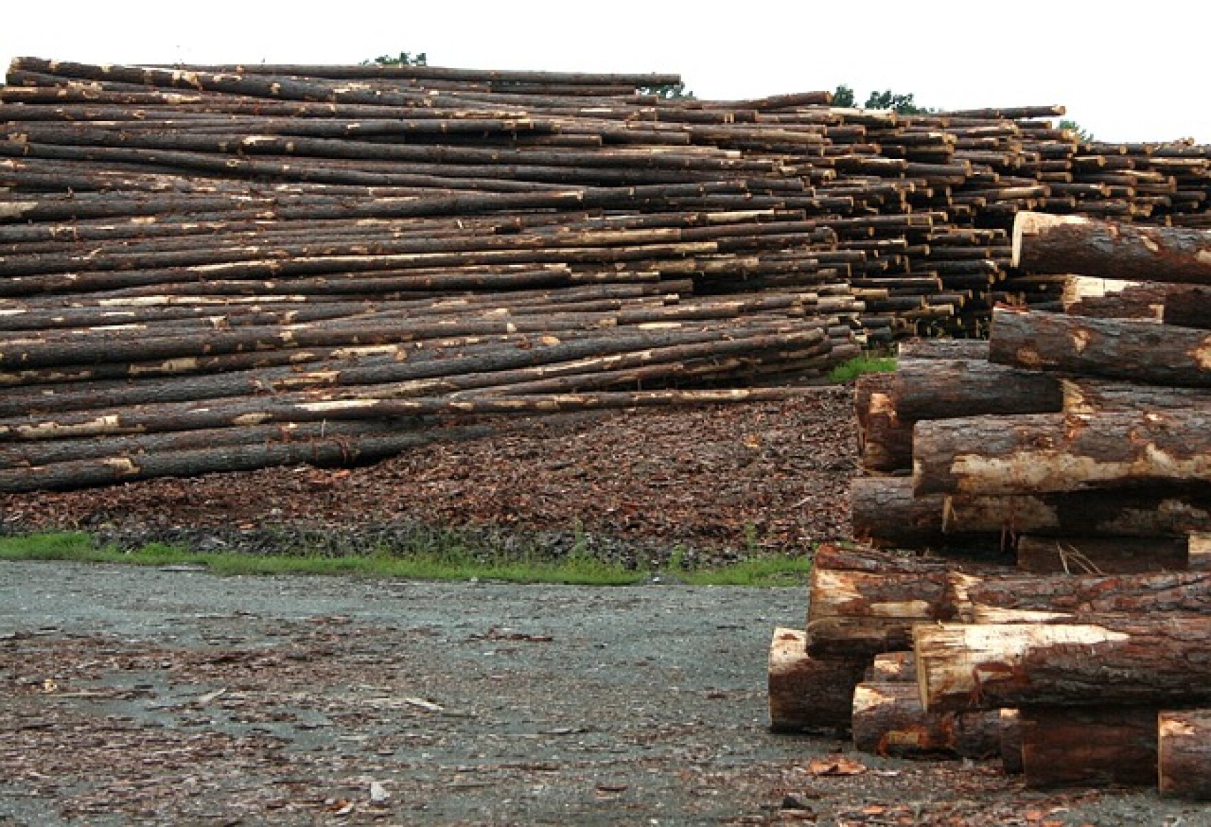 Timber Giant Weyerhaeuser Ends Production At Columbia Falls Mills