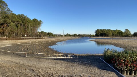 The site of the controversial wetlands project at Pleasure House Point in Virginia Beach, where the city cleared thousands of trees earlier this year. As seen Tuesday, Nov. 11, 2025.