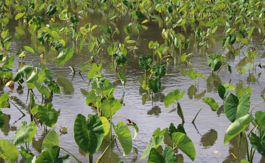 Kalo at SBH Taro Farms on Kauaʻi. (Nov. 21, 2025)