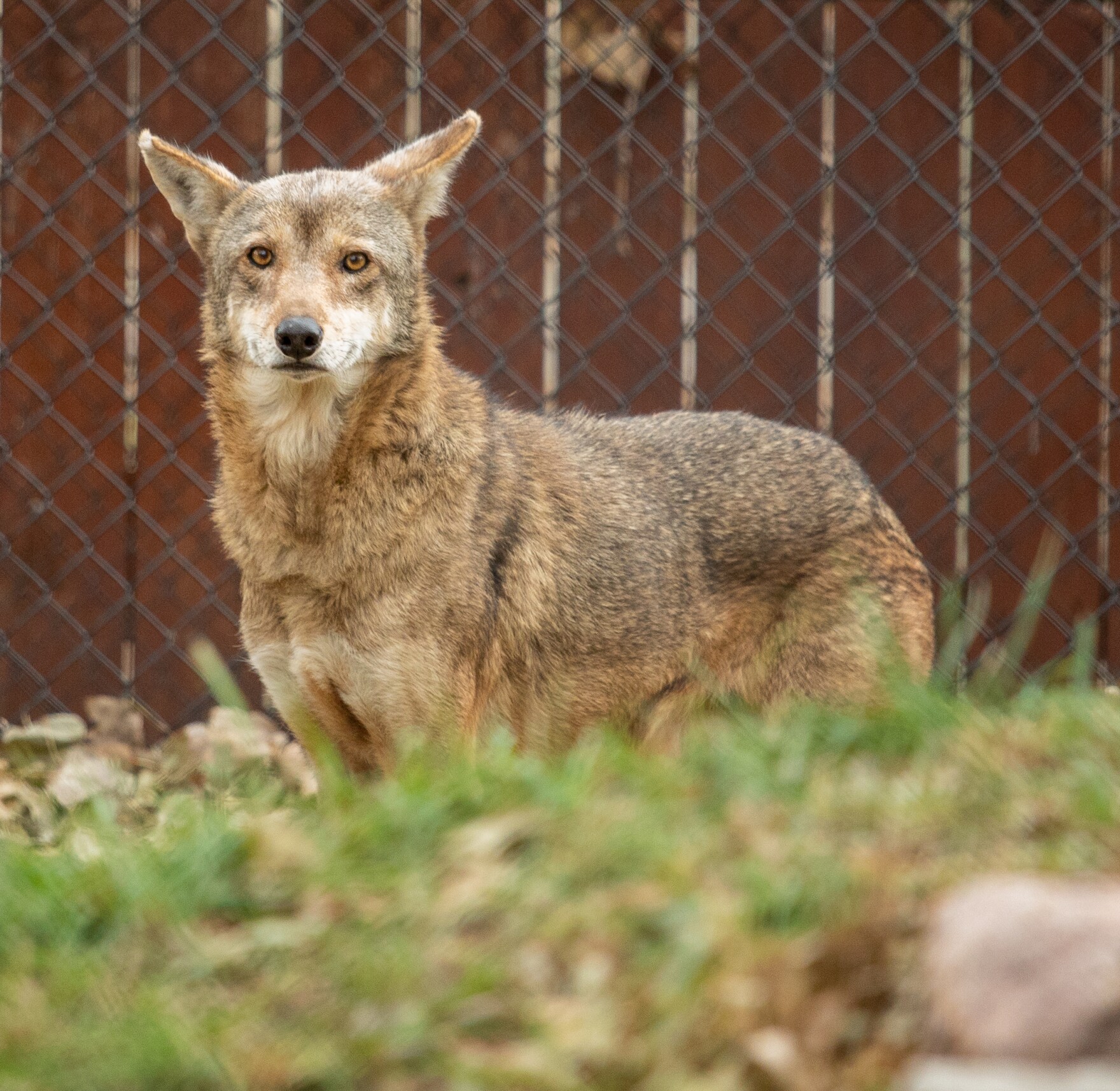 Great Plains Zoo continues conservation efforts for red wolves | SDPB