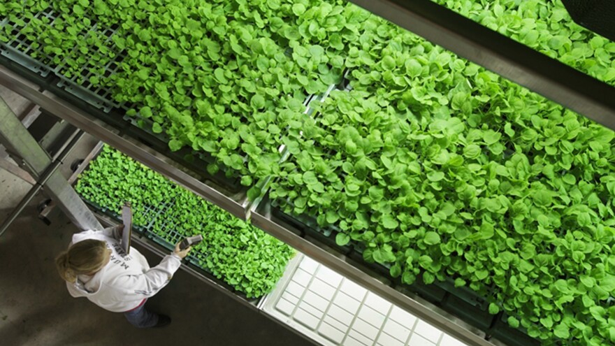 Tobacco plants grown at an Owensboro, Ky., biotechnology firm were used to help produce an experimental serum used to treat two Americans infected with Ebola.