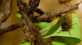 A cicada from Brood XIV that emerged in central Kentucky.