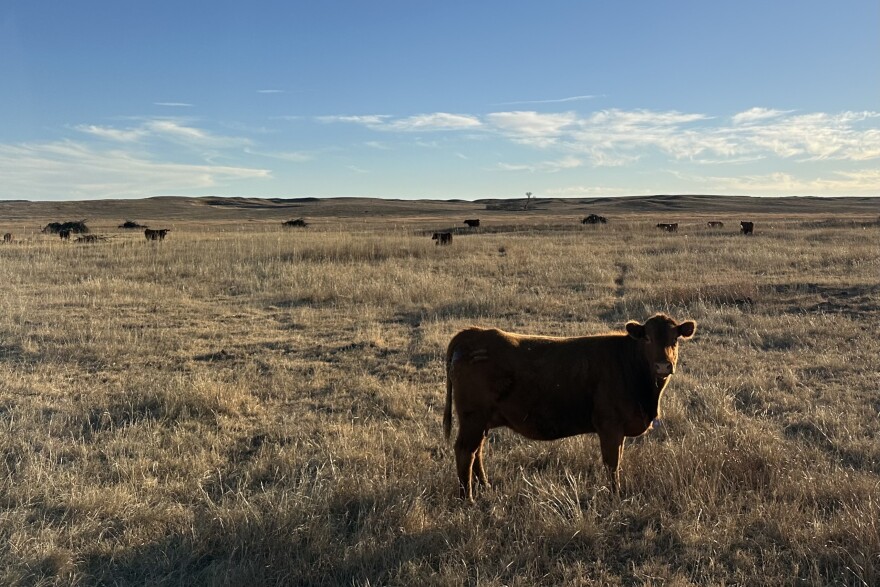 Cows are pictured at the Fields Ranch outside Canadian, Texas on Monday, Feb. 24th, 2025.
