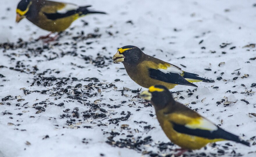 Male evening grosbeaks feed on the ground at a bird feeding station. These bright finches are often found in conifer forests and bird feeders.