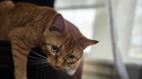 Animal health experts are warning against feeding pets raw milk as bird flu infects some dairy cow herds across the country.