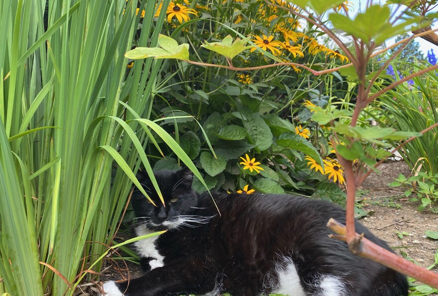 A black and white cat lounges in a suburban garden