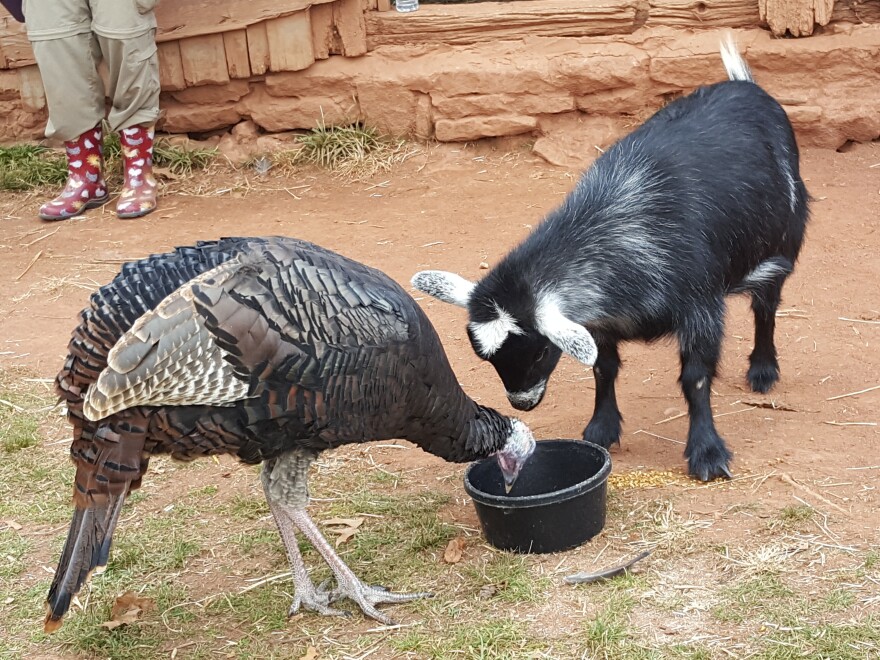 Now, here's your moment of Zen: Evie, the three-legged goat, dines politely with her turkey compatriot.