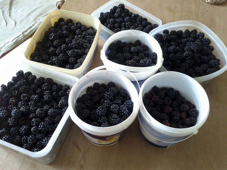 blackberries in buckets