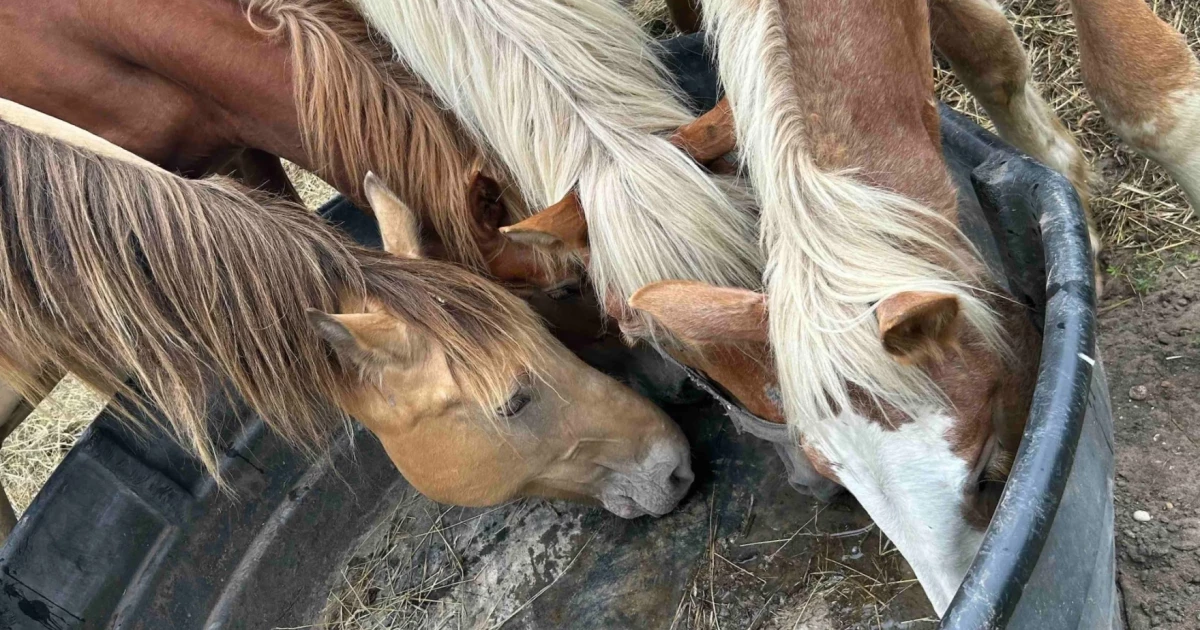 Humane Society of Huron Valley Rescues 126 Animals from Repeat Offender