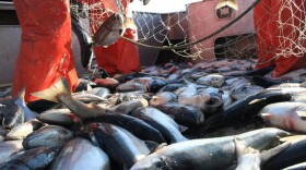 Nushagak sockeye salmon