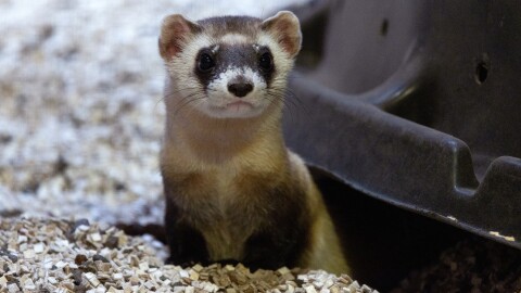 Black-footed ferret "Willet" at the Smithsonian's Conservation Biology Institute in Front Royal, Virginia.
