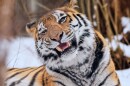 Katya, an Amur tiger born at Seneca Park Zoo in 2005, was euthanized on November 28 following her declining health.