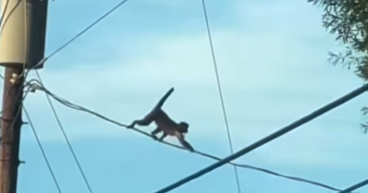 Escaped Capuchin Monkey Sparks Viral Panic in Iredell