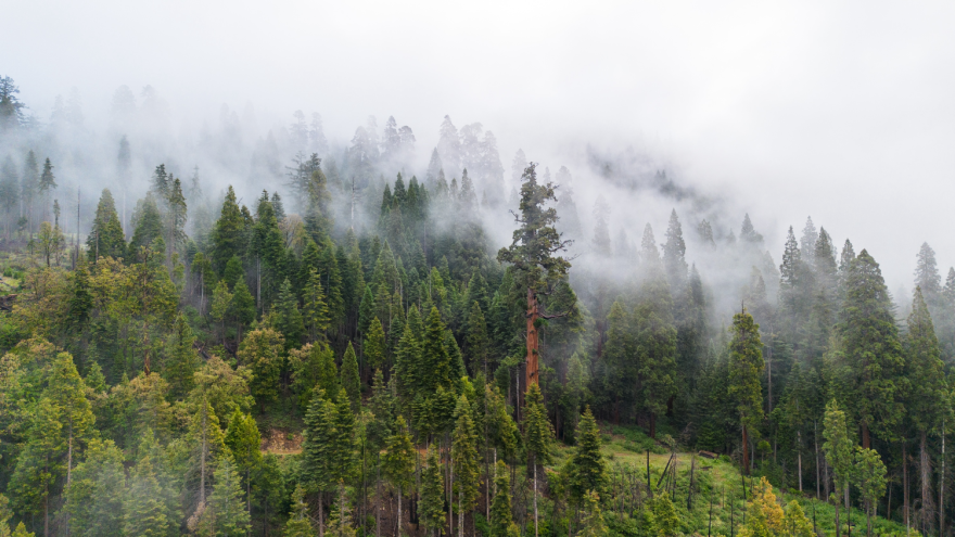 A lush green forest with tall trees, including a prominent sequoia. Clouds or fog drift over the tops of the trees, obscuring the background.