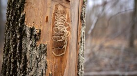 The channel carved by the emerald ash borers is similar to those created by other wood boring species. However, because they are an invasive species, the Connecticut ash trees have limited natural defenses. This is the damage done by a single larva over the course of two years.