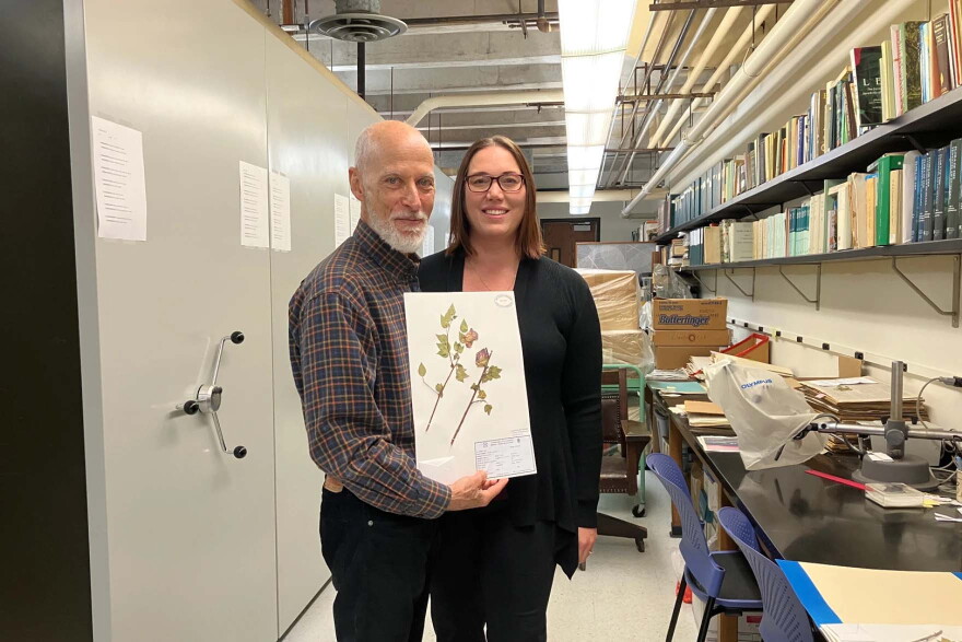 Evolutionary biologists Jonathan Wendel and Corrinne Grover hold a dried wild cotton specimen from the Yucatán Peninsula in Mexico in the Ada Hayden Herbarium at Iowa State University. The herbarium preserves over 710,000 specimens, which researchers can use to trace the origin of a species, reconstruct habitats and track the spread of invasive weeds.