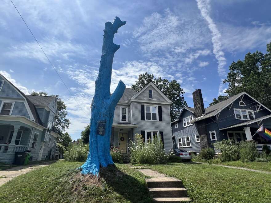 A blue tree sits in front of a Wooster home. 