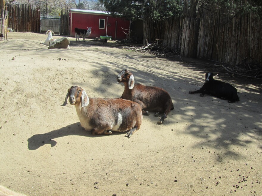 zoo farm 011.jpg