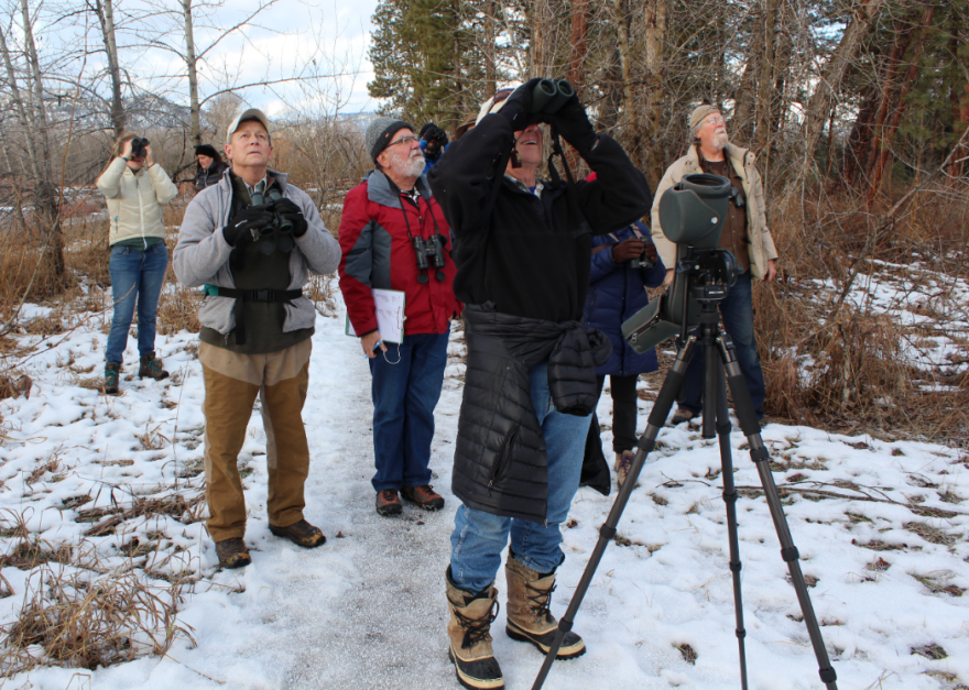 A group of birders try to identify a group of birds perched in a tree at Council Grove State Park during the Christmas Bird Count.