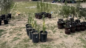 Doña Ana NeighborWoods, a partnership among the Doña Ana Soil and Water Conservation District, Tree New Mexico, and Cruces Creatives–works to beautify and cool neighborhoods, improve property values, slow traffic, and improve safety and health by engaging community members to plant free, drought-tolerant trees in urban areas of Doña Ana County.