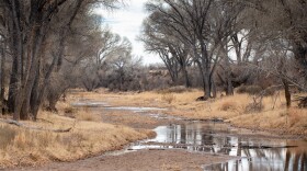 a shallow river flows through dry grass and leafless trees