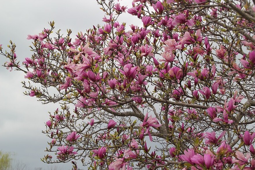 A tulip tree in bloom.