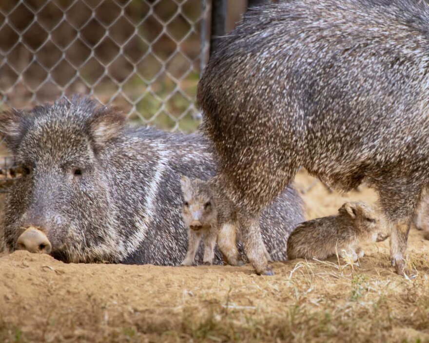 2 baby peccaries with adults at Mesker Park Zoo and Botanic Garden